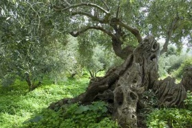 Old Olive Tree